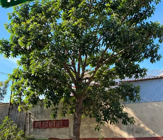 Árvore de copa grande ocupando o quintal antes do corte