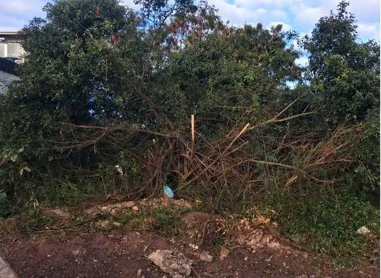 O mesmo lote em Cariacica antes da limpeza, tomado por mato alto e galhos